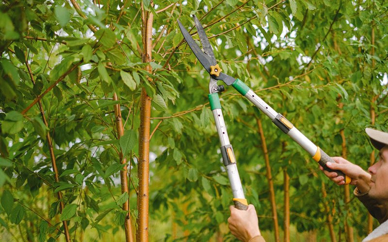 Tree trimming in Dallas City, IL